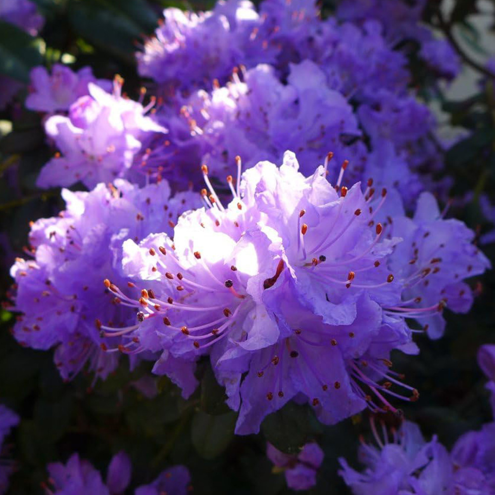 Thompson and Morgan Rhododendron Dwarf Blue Plant Pot 2L Image 1