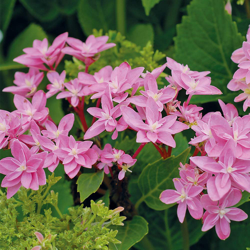 Thompson and Morgan Hydrangea Double Dutch Edam Plant Pot 14cm Image 2