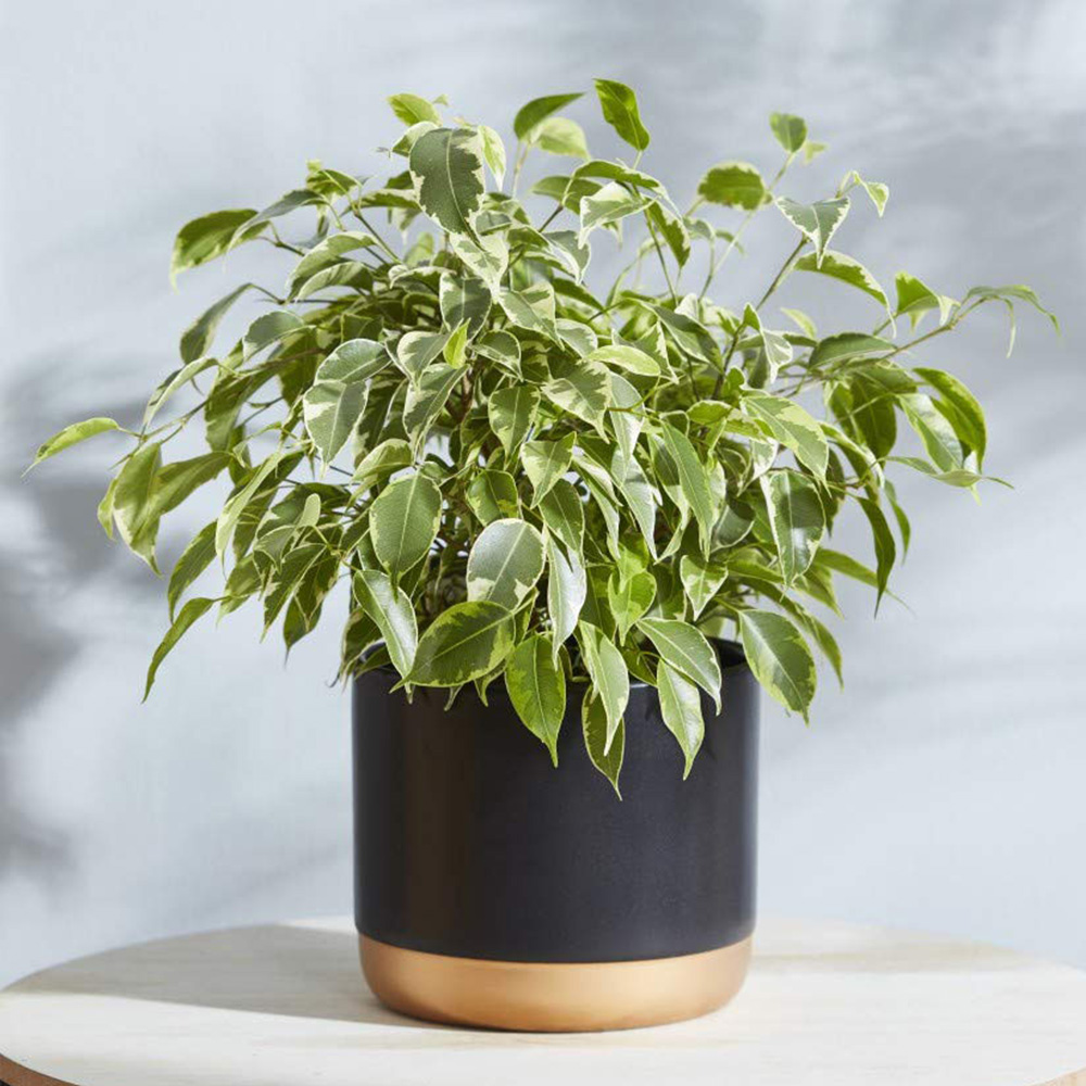 Thompson & Morgan Ficus Benjamina Variegated Weeping Fig Potted Plant 12cm Image 1