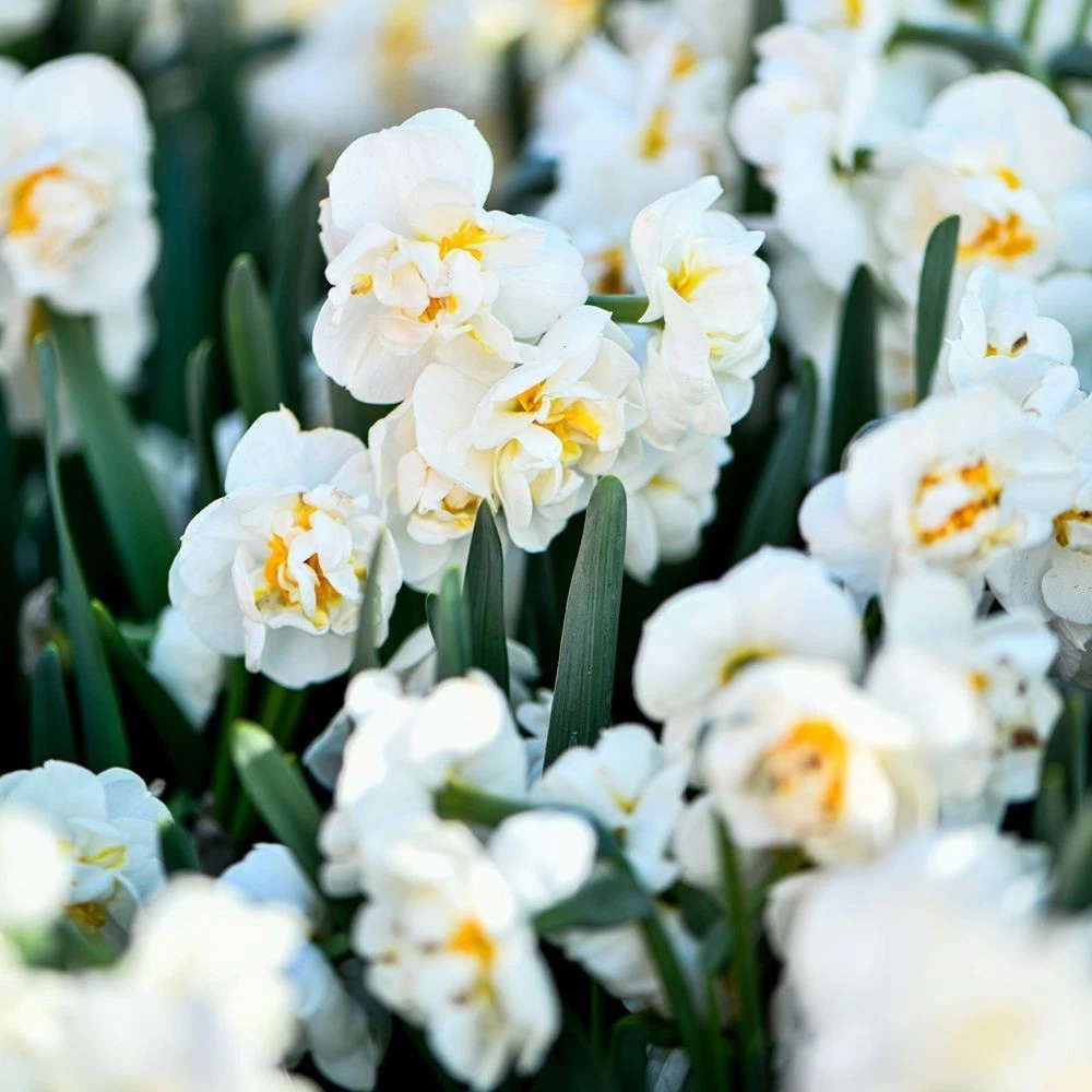 Thompson and Morgan Daffodil Bridal Crown Creamy White and Yellow Planting Bulb 16 Pack Image 9