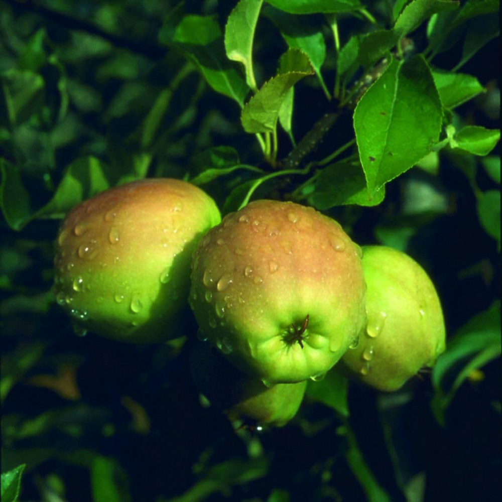 Thompson and Morgan Apple Malus Golden Delicious MM106 Rootstock Plant Pot 12L 2 Pack Image 2