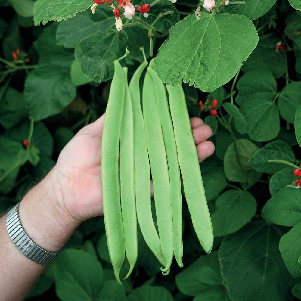 Thompson and Morgan Runner Bean St George Seeds Image 2