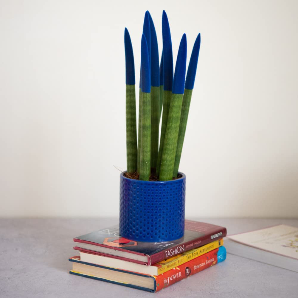 Thompson and Morgan Sansevieria Cylindrica Straight Colour Tips Plant Pot 9cm Image 4