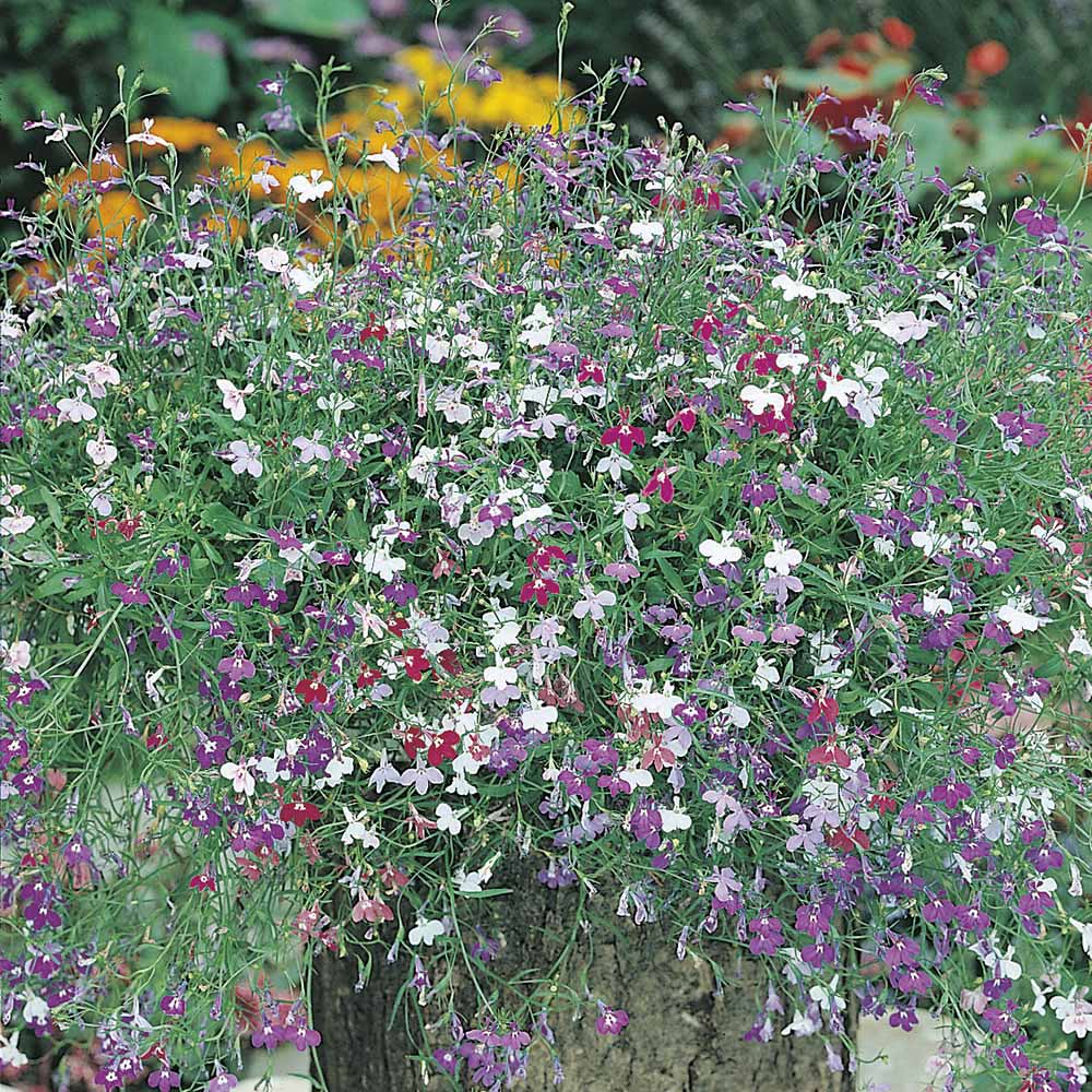 Johnsons Lobelia Trail Mix Colour Flower Seeds Image 1