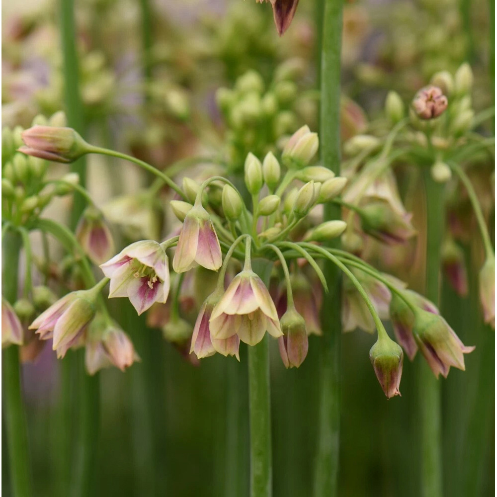 Thompson and Morgan Nectaroscordum Siculum Autumn Planting Bulb 20 Pack Image 7