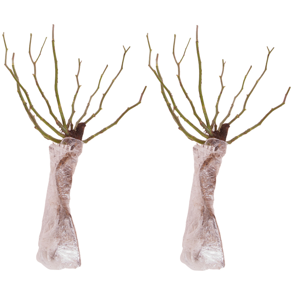 YouGarden Peach Melba Bare Root Rose 2 Pack Image 2