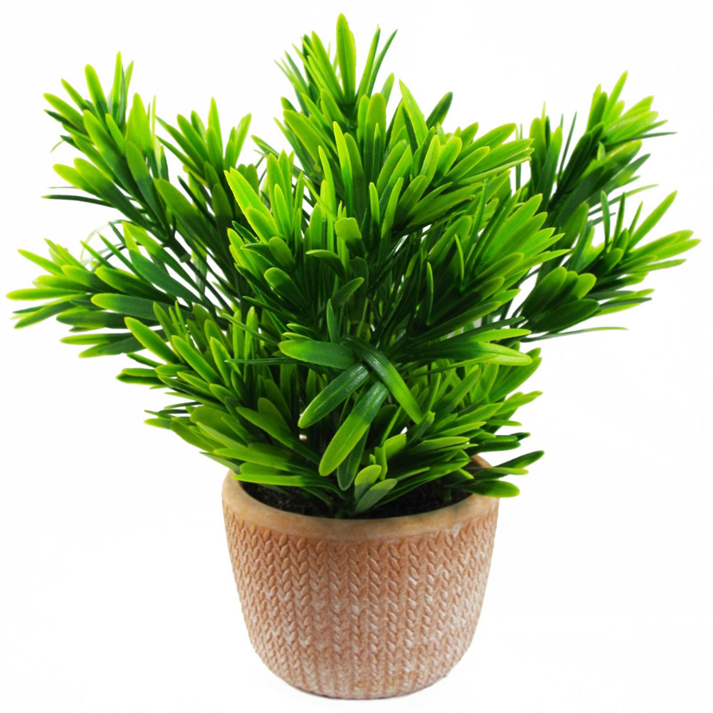 Leaf Dark Green Foliage Honey Plant in Terracotta Pot 22cm Image 1