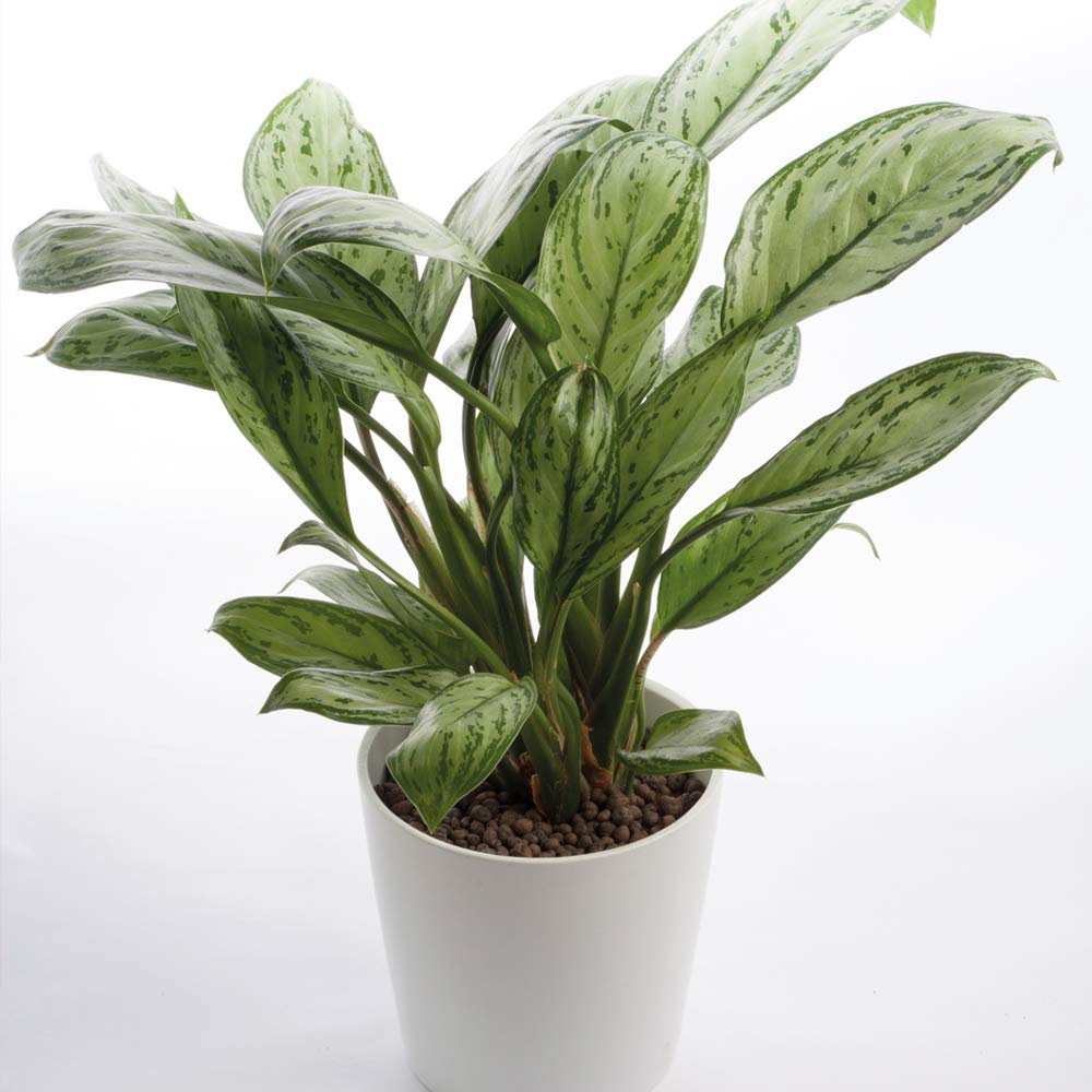 Thompson and Morgan Aglaonema Christina Chinese Evergreen Plant Pot 12cm Image 2
