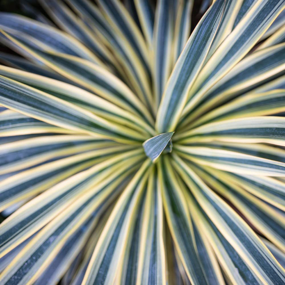 Thompson and Morgan Cordyline Torbay Dazzler Potted Plant 9cm 3 Pack Image 3