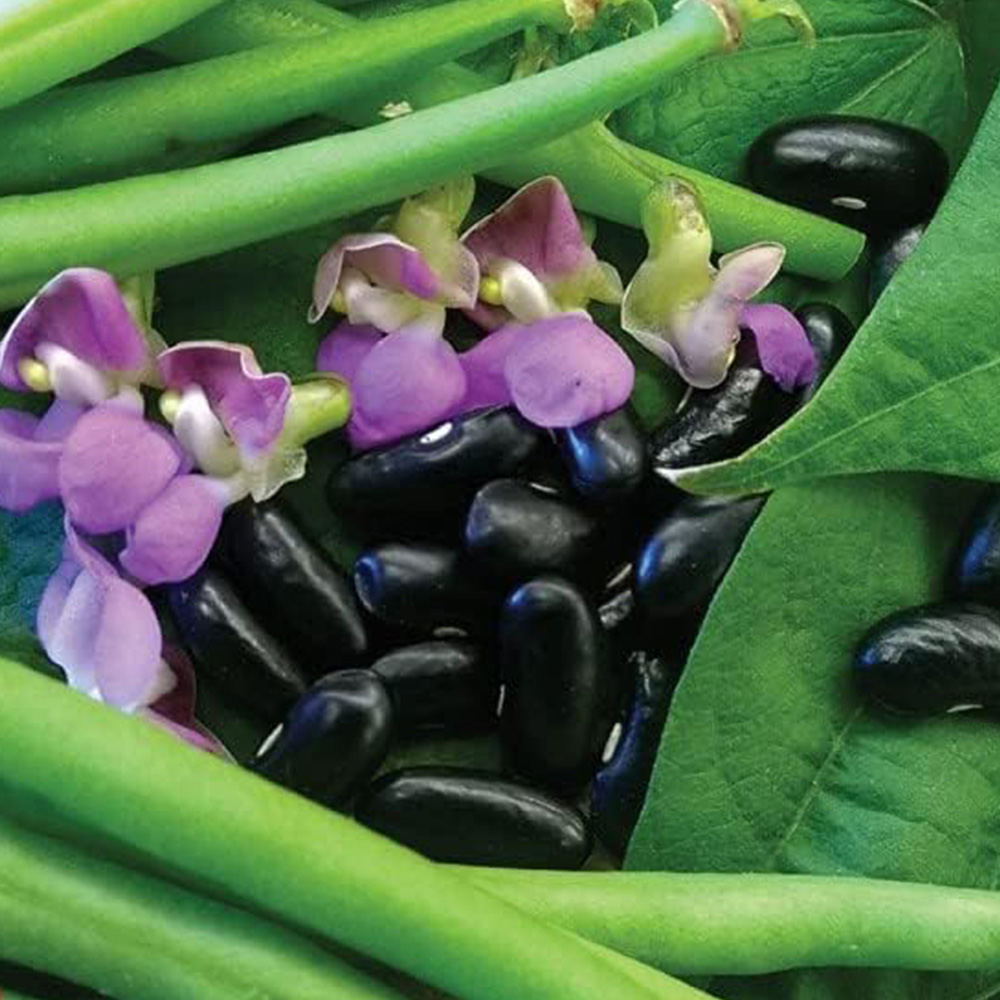 Thompson & Morgan Bean Dwarf Nautica 100 Seeds Packet Image 1