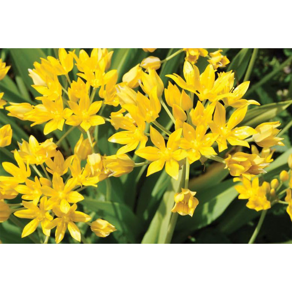 Thompson and Morgan Summer Flowering Bulbs 300 Pack Image 4