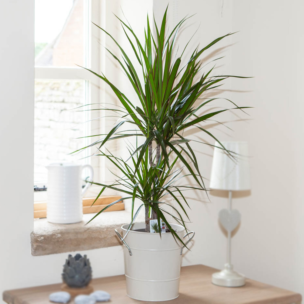 YouGarden Dracaena Marginata 2 Stem  - wilko