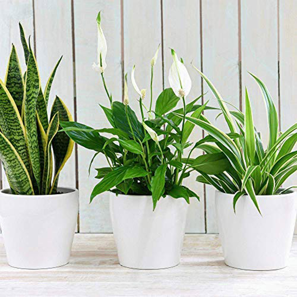 Thompson and Morgan Air Purifying Potted Plant 12cm 6 Pack Image 2