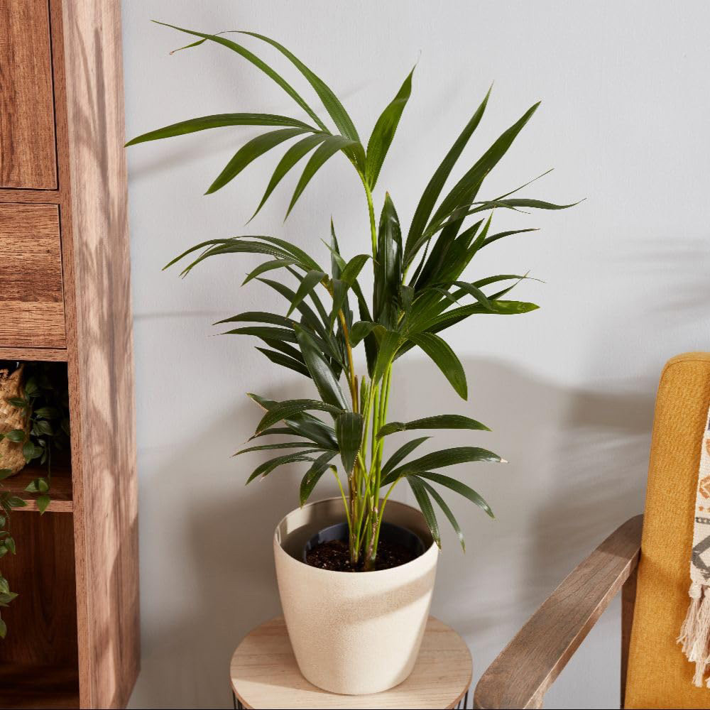 Thompson and Morgan Kentia Palm Howea Forsteriana Plant Pot 24cm Image 2
