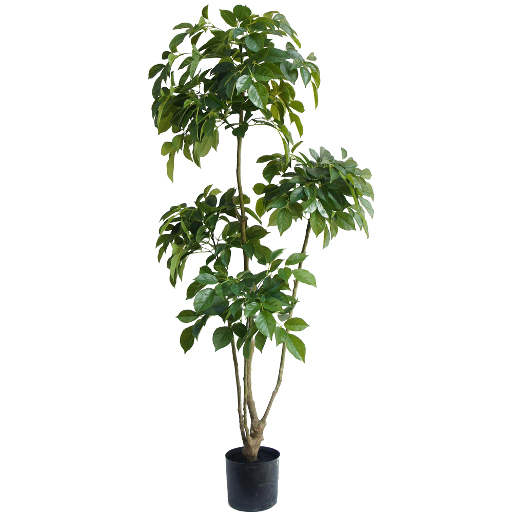 Botanik Radermachera Artificial Tree in Pot 5ft Image 1