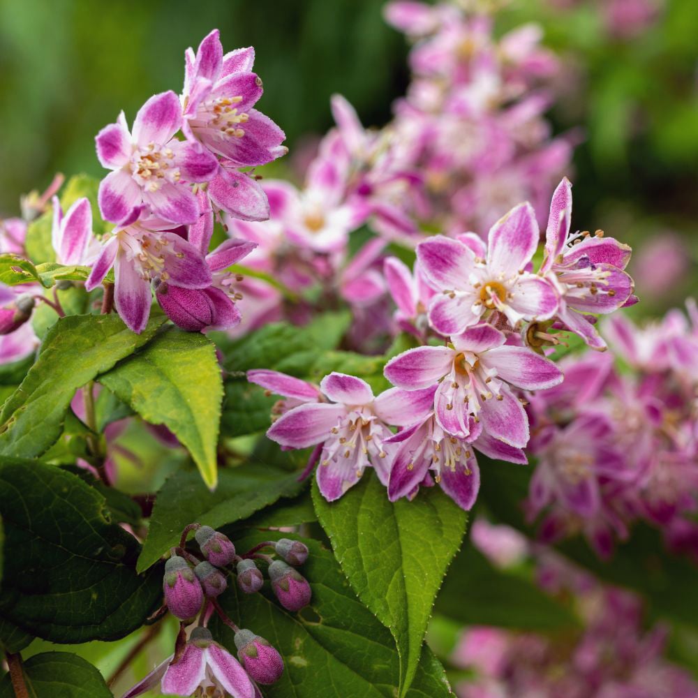 Thompson and Morgan Deutzia Yuki Cherry Blossom Plant Pot 3L Image 2