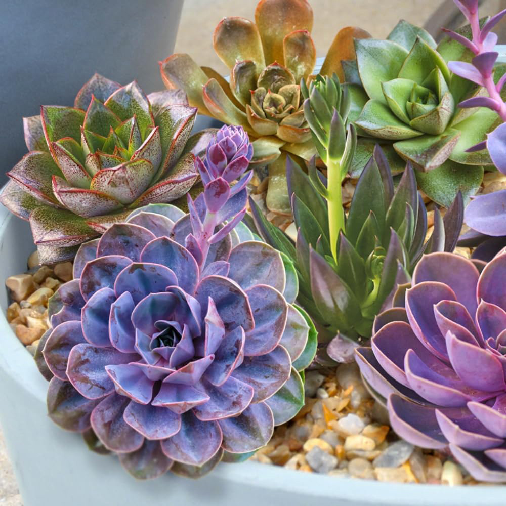 Thompson and Morgan Echeveria Collection Jumbo Plant Plug 4 Pack Image 1