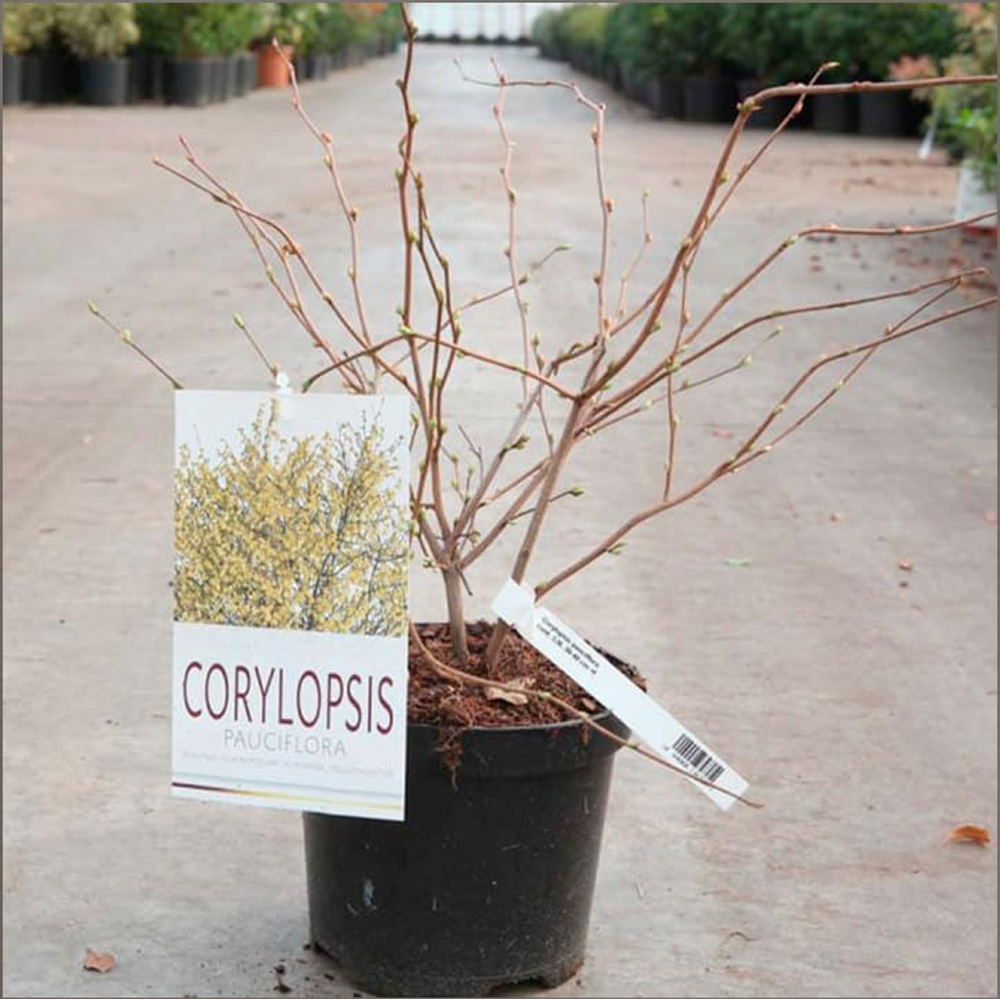 Thompson and Morgan Corylopsis Pauciflora Plant Pot 3L Image 2
