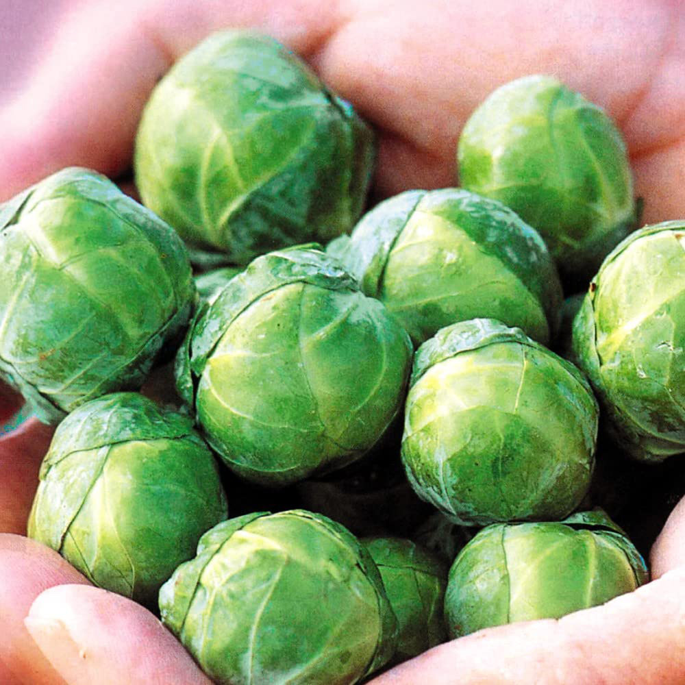 Thompson & Morgan Brussels Sprout Continuity Collection Postiplugs 18 Pack Image 1