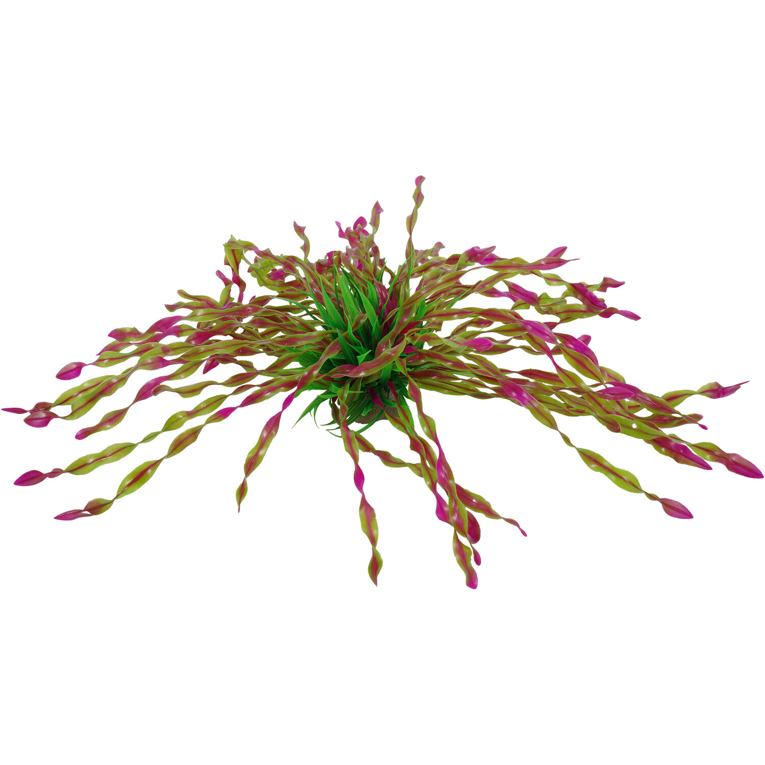 Seagrass Bush - L Image 3