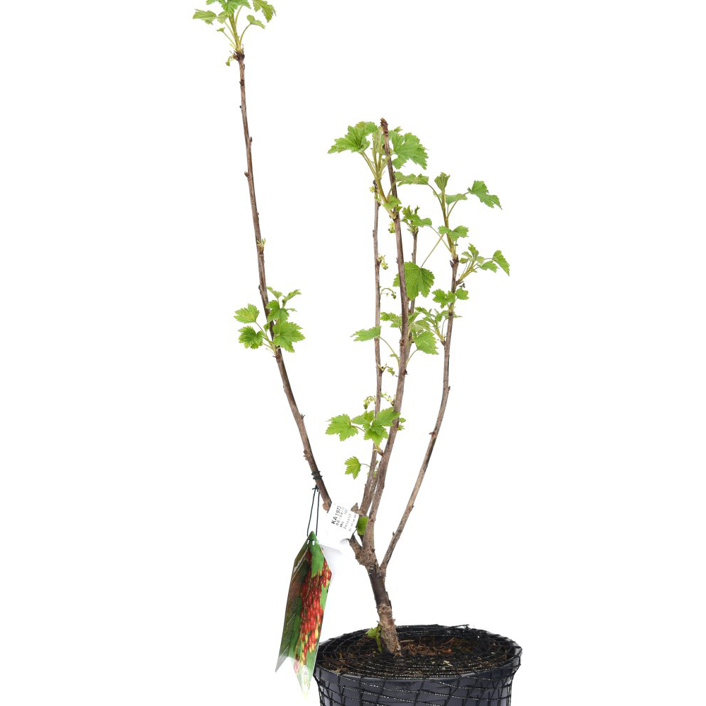 Thompson and Morgan Redcurrant Ribes Laxton No.1 Plant Pot 3L Image 2