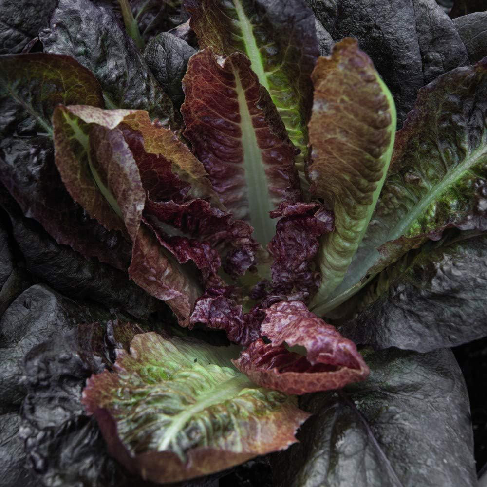 Thompson and Morgan Lettuce Romaine Cos Little Gem Seeds Image 2