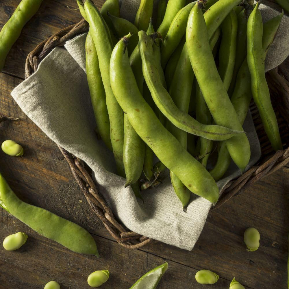 Thompson and Morgan Broad Bean Aquadulce Claudia Seeds Image 2