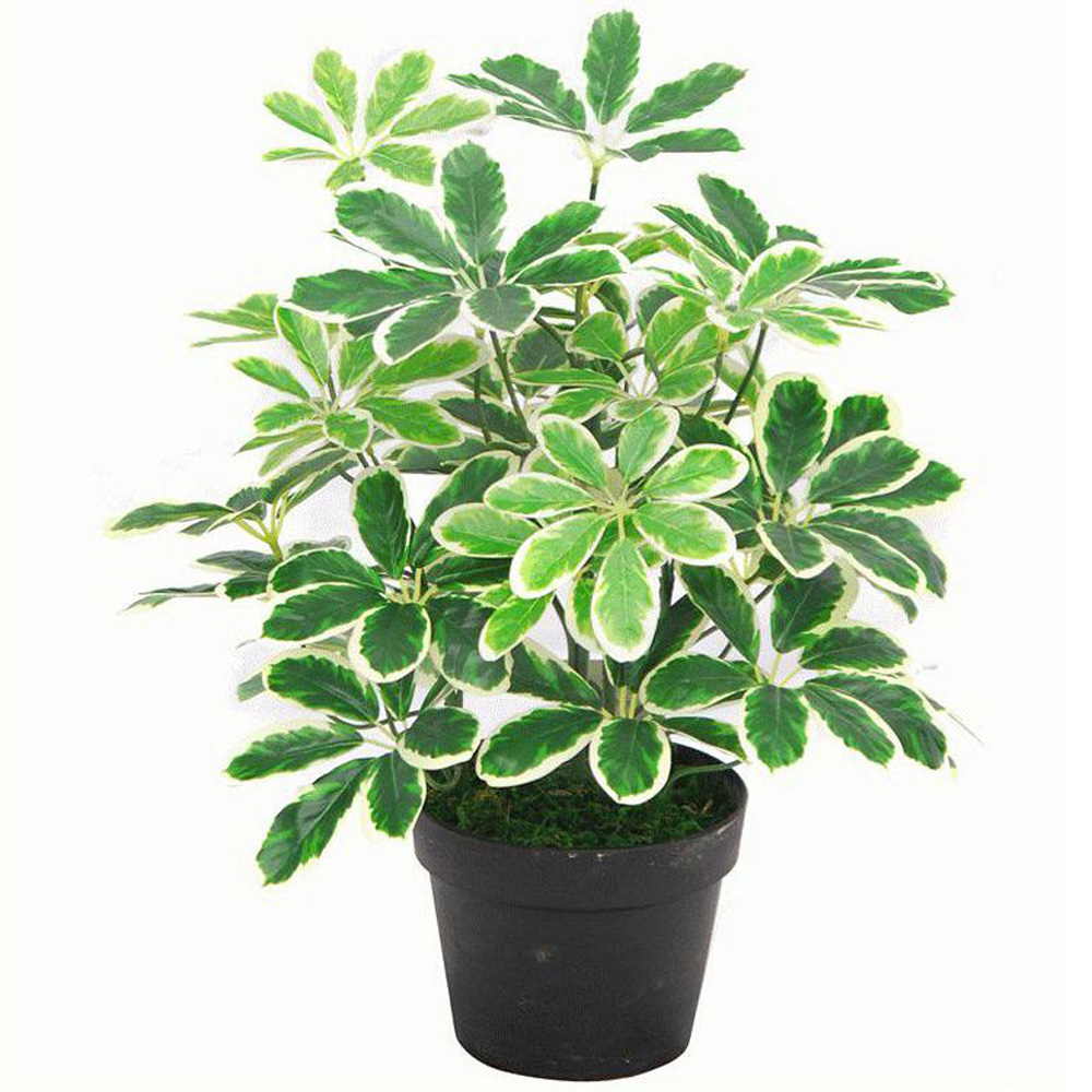 Leaf Variegated Schefflera Arboricola Artificial Plant Pot 55cm Image 1