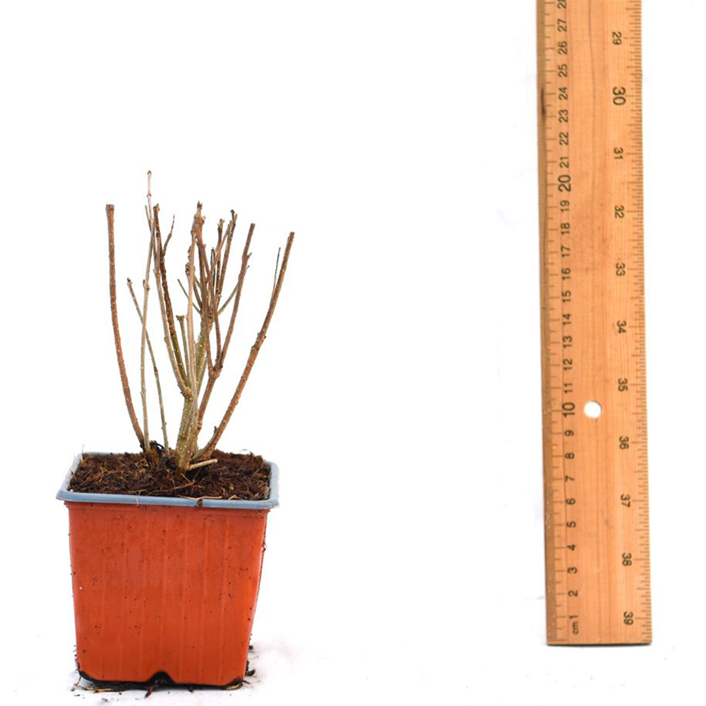 Thompson and Morgan Syringa Patula Miss Kim Plant Pot 9cm Image 4