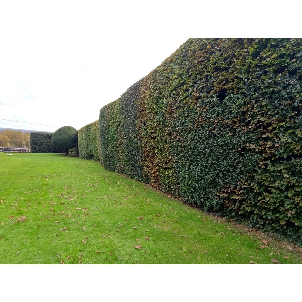 Inspirational Gifting Yew Evergreen Bare Root Hedge Plant Sapling 30-40cm 5 Pack Image 4