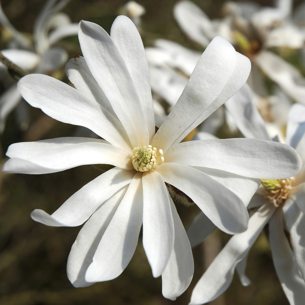 YouGarden Magnolia Collection Plant Pot 9cm 3 Pack Image 4