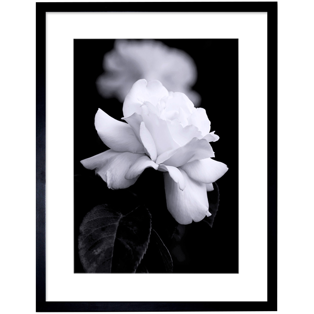 Wee Blue Coo Black and White Rose Petal Flower Photo Framed Wall Art Print 30 x 41cm Image 1