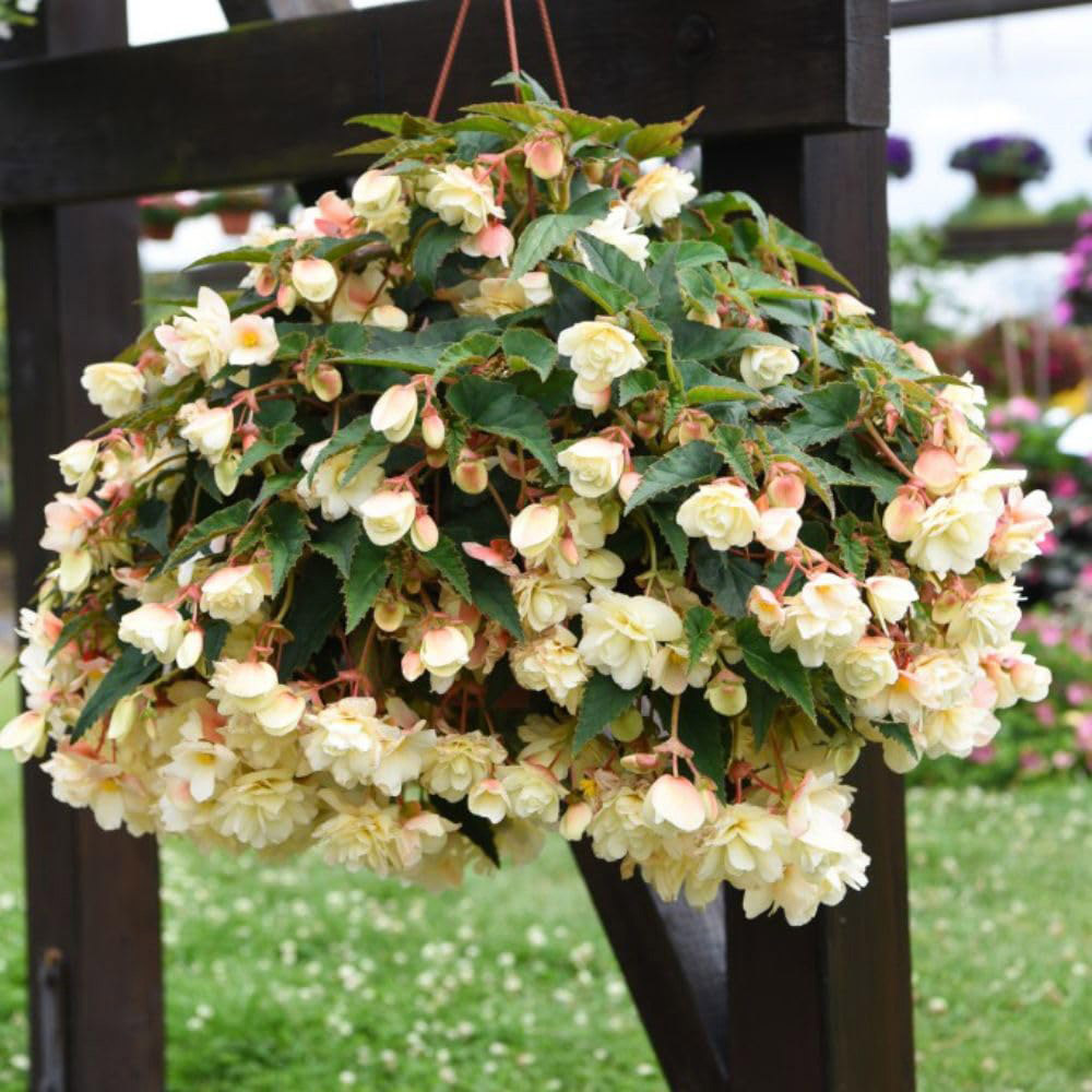 Thompson and Morgan Begonia Belina Vanilla Preplanted Basket 25cm Image 2
