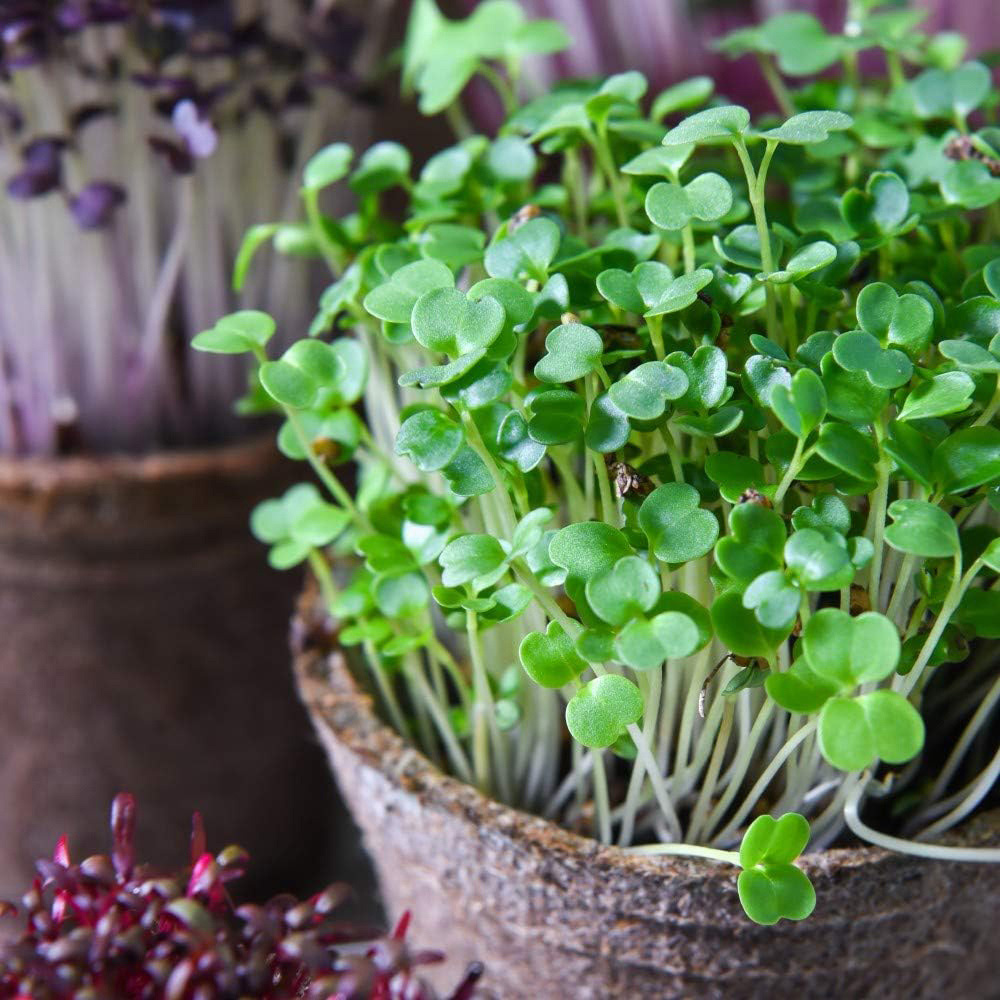 Thompson & Morgan Microgreens Broccoli Green 300 Seeds Packet Image 1