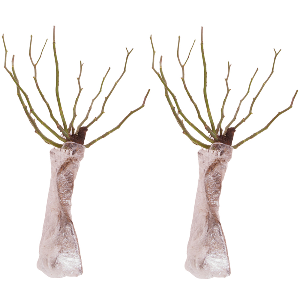 YouGarden Raspberry Royale Bare Root Rose 2 Pack Image 2