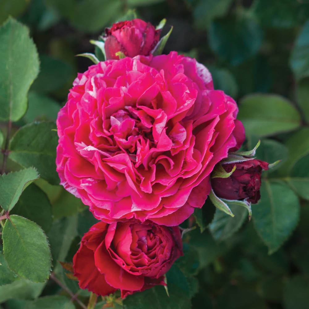 YouGarden Rose Konstantina Plant in Pot 4.5L Image 1