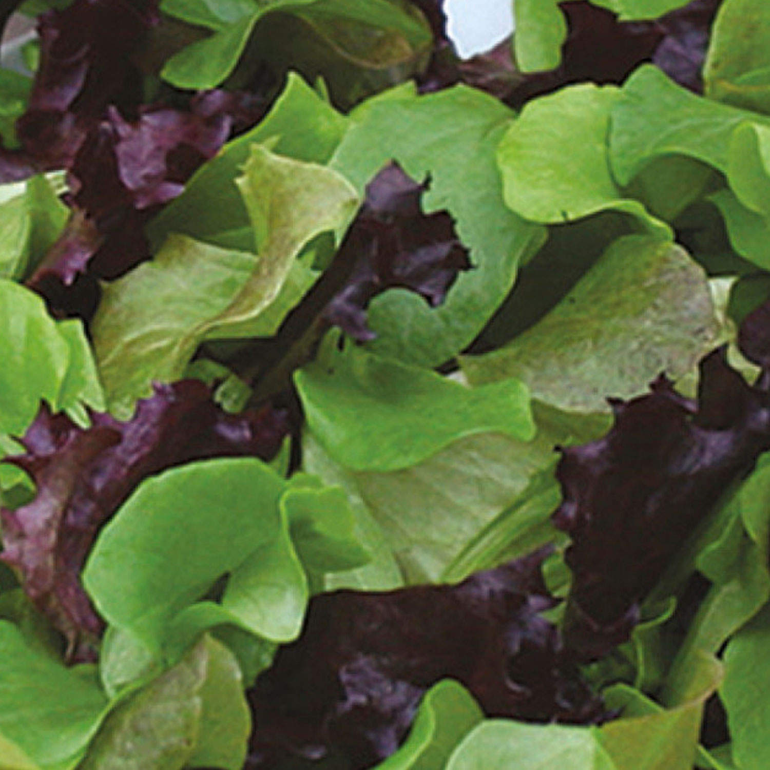 Johnsons Contrasts Mixed Lettuce Seeds Image 1