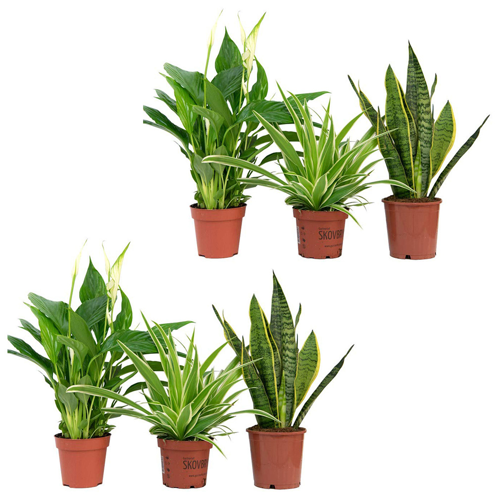 Thompson and Morgan Air Purifying Potted Plant 12cm 6 Pack Image 7