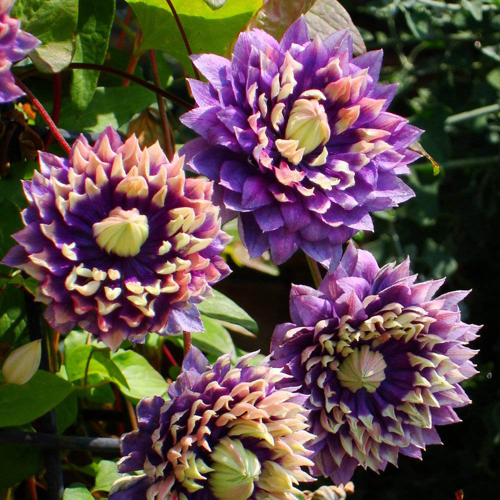 Thompson and Morgan Clematis Florida Taiga Plant Pot 11cm 3 Pack Image 2