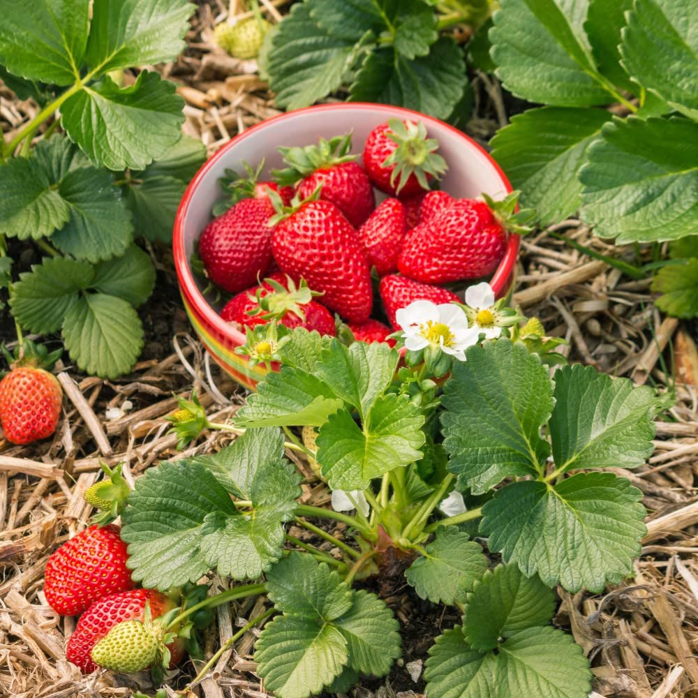 Thompson and Morgan Strawberry Fragaria Elsanta 9cm Plant in Pot 12 Pack Image 5