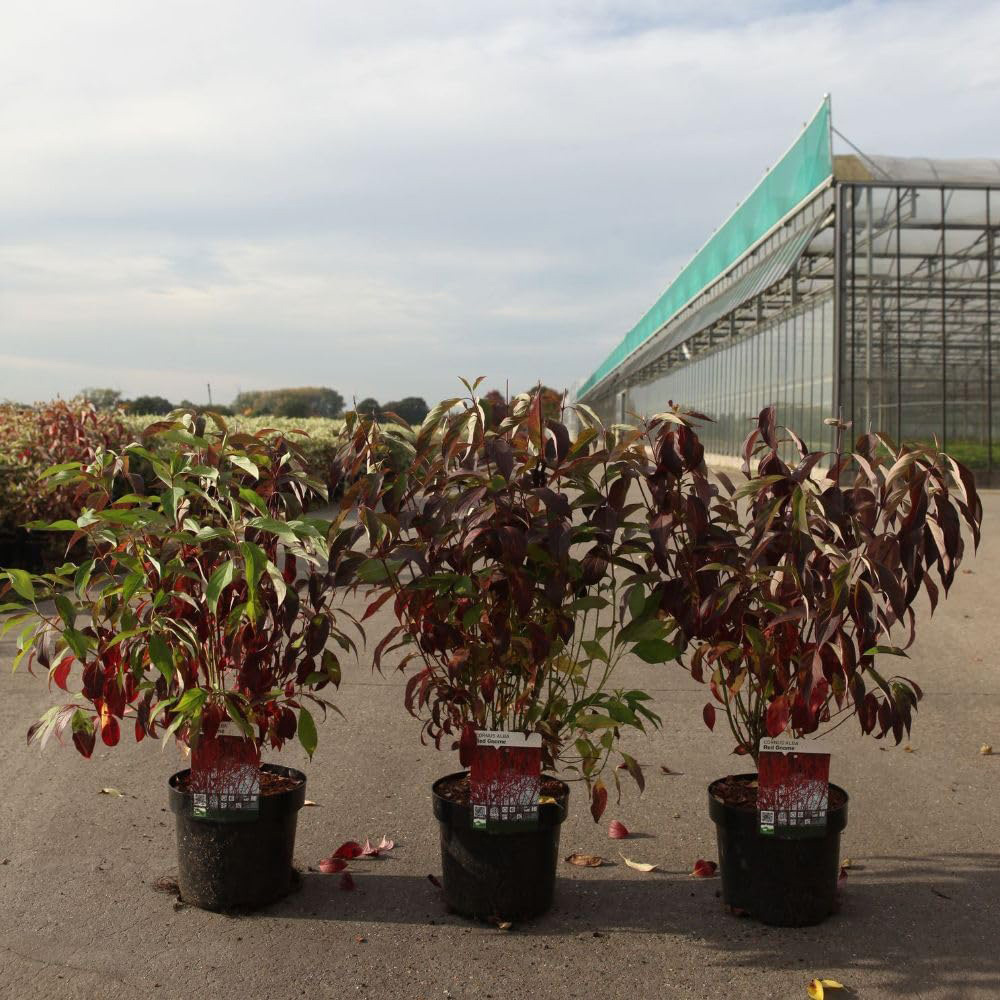 Thompson and Morgan Cornus Alba Red Gnome Plant Pot 3L Image 3