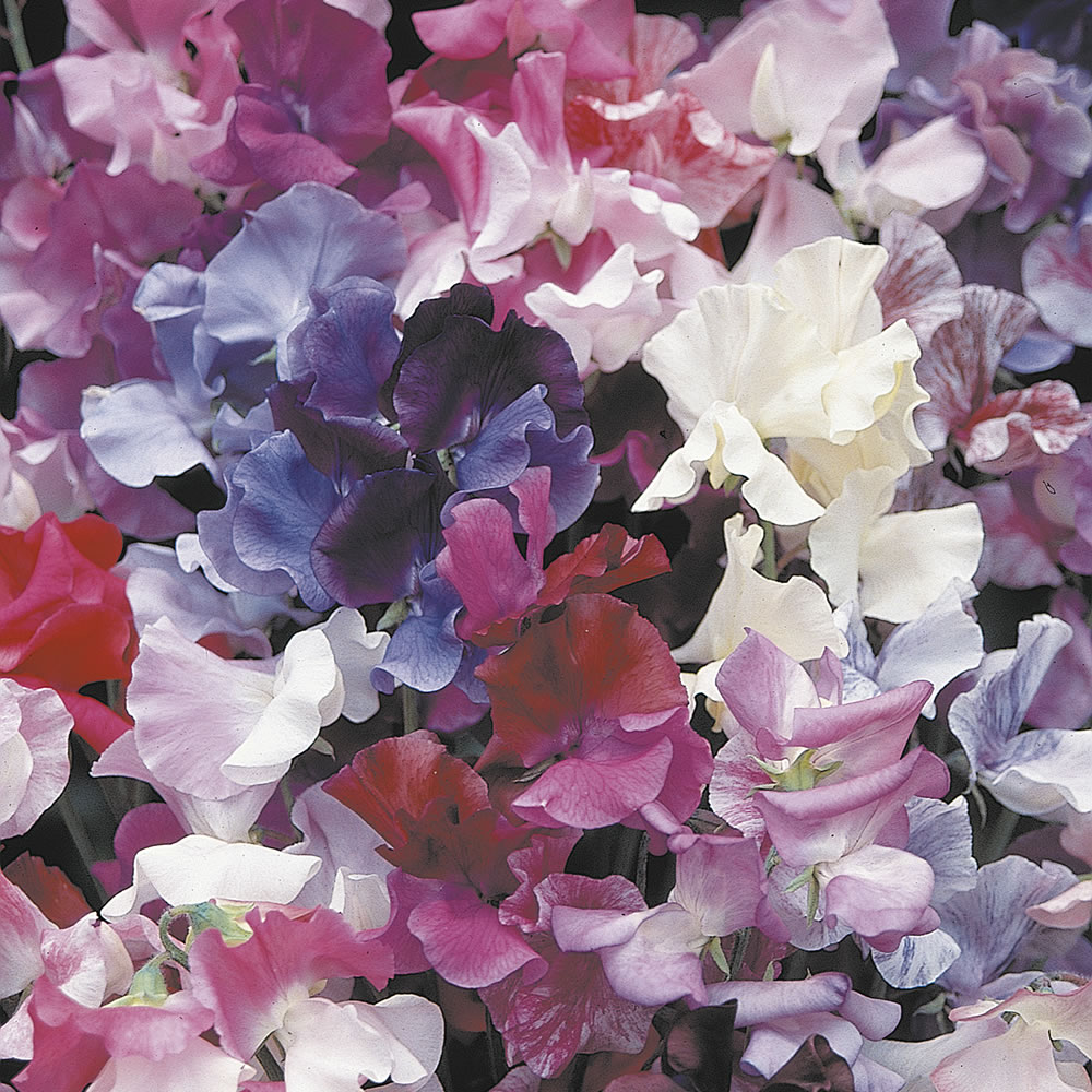 Johnsons Sweet Pea Horizon Mix Flower Seeds Image 1