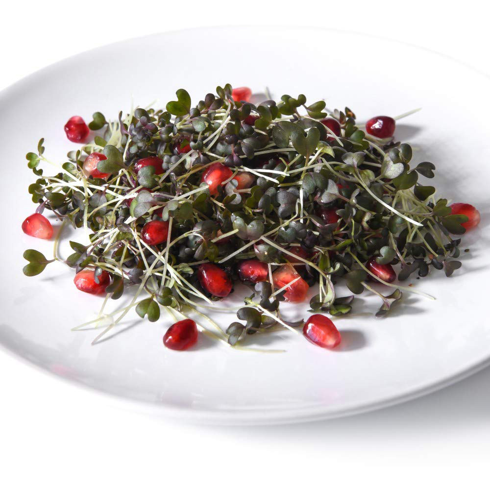 Thompson and Morgan Microgreens Mustard Red Lace Seeds Image 2