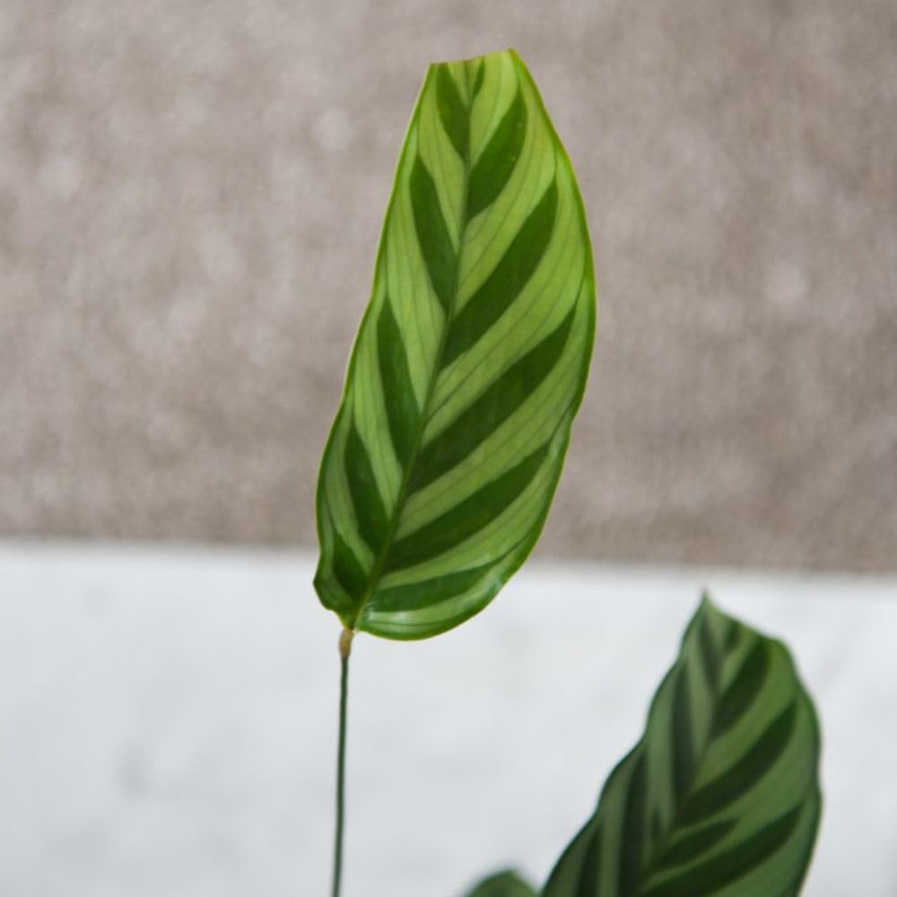 Thompson and Morgan Calathea Concinna Freddie Potted Plant 12cm Image 2