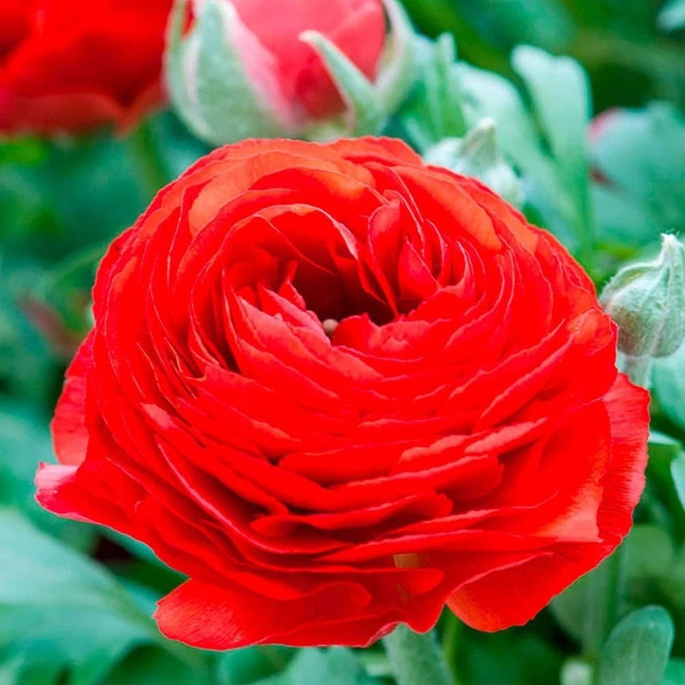 Thompson and Morgan Ranunculus Red Autumn Planting Bulb 8 Pack Image 4