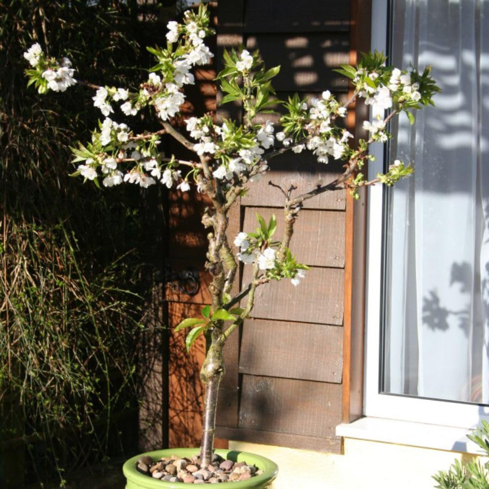 Thompson & Morgan Fruit Cherry Prunus Hartland Patio Standard Gisela 5 Plant Pot 4.5L Image