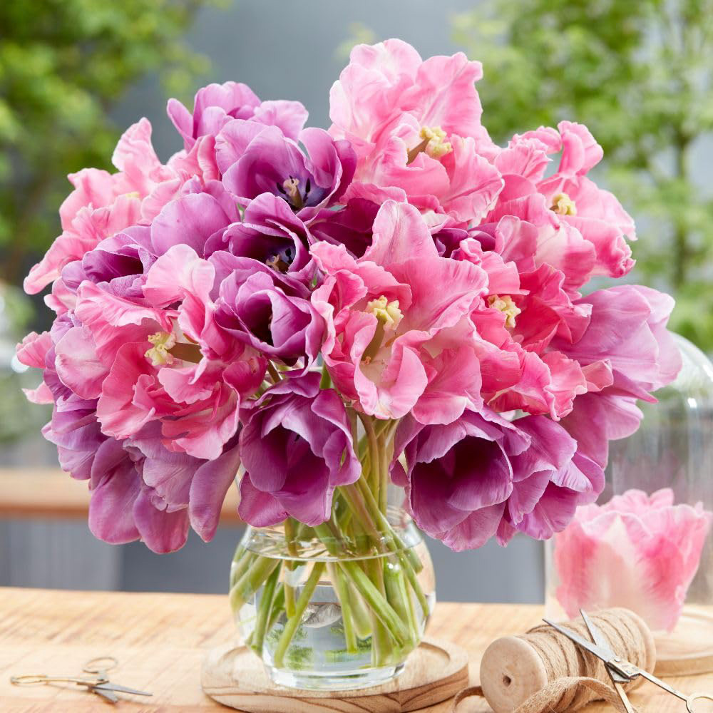 Thompson and Morgan Tulip Purple Shades Mix Spring Planting Bulb 8 Pack Image 2