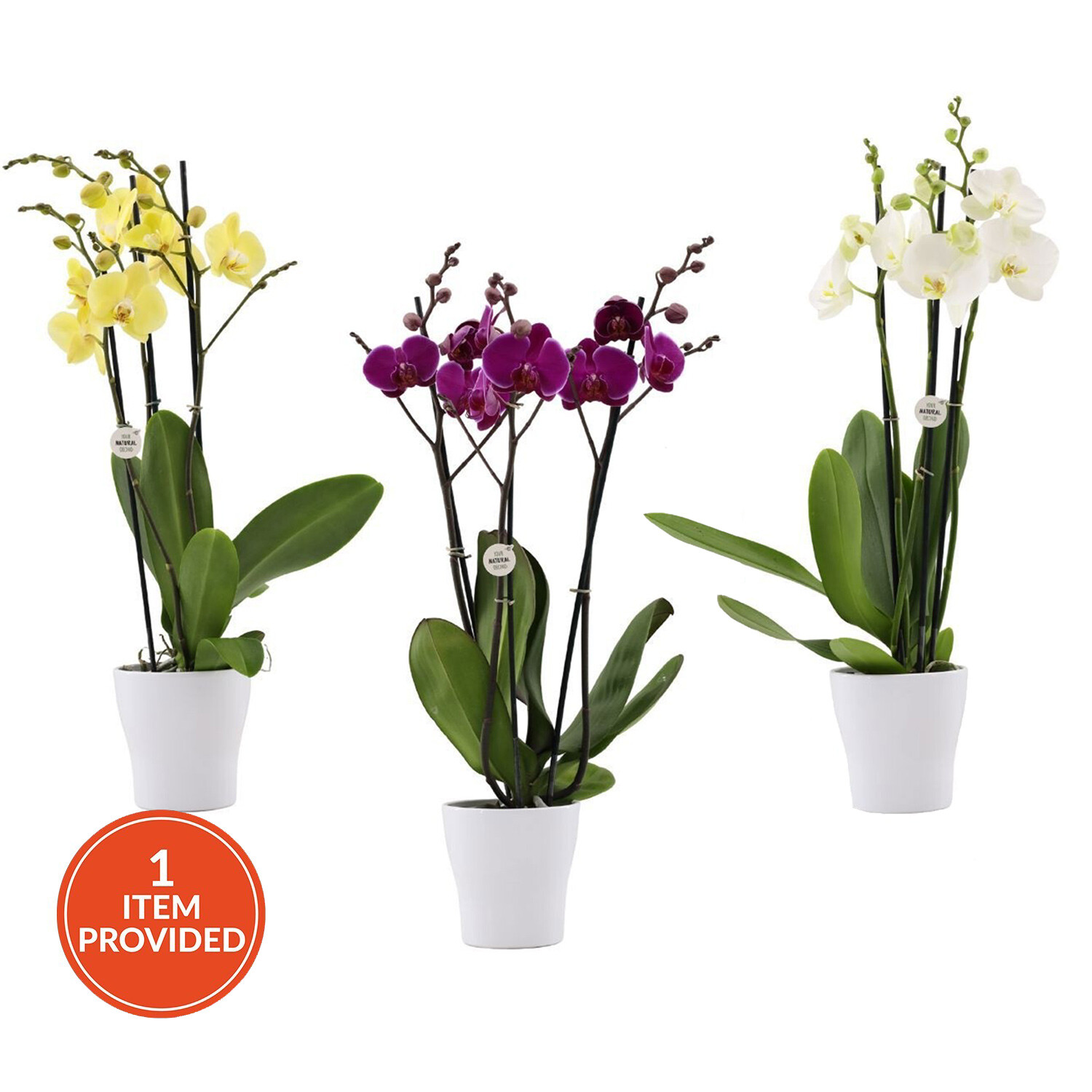 Phalaenopsis Orchid Spikes in Ceramic Pot Image 1