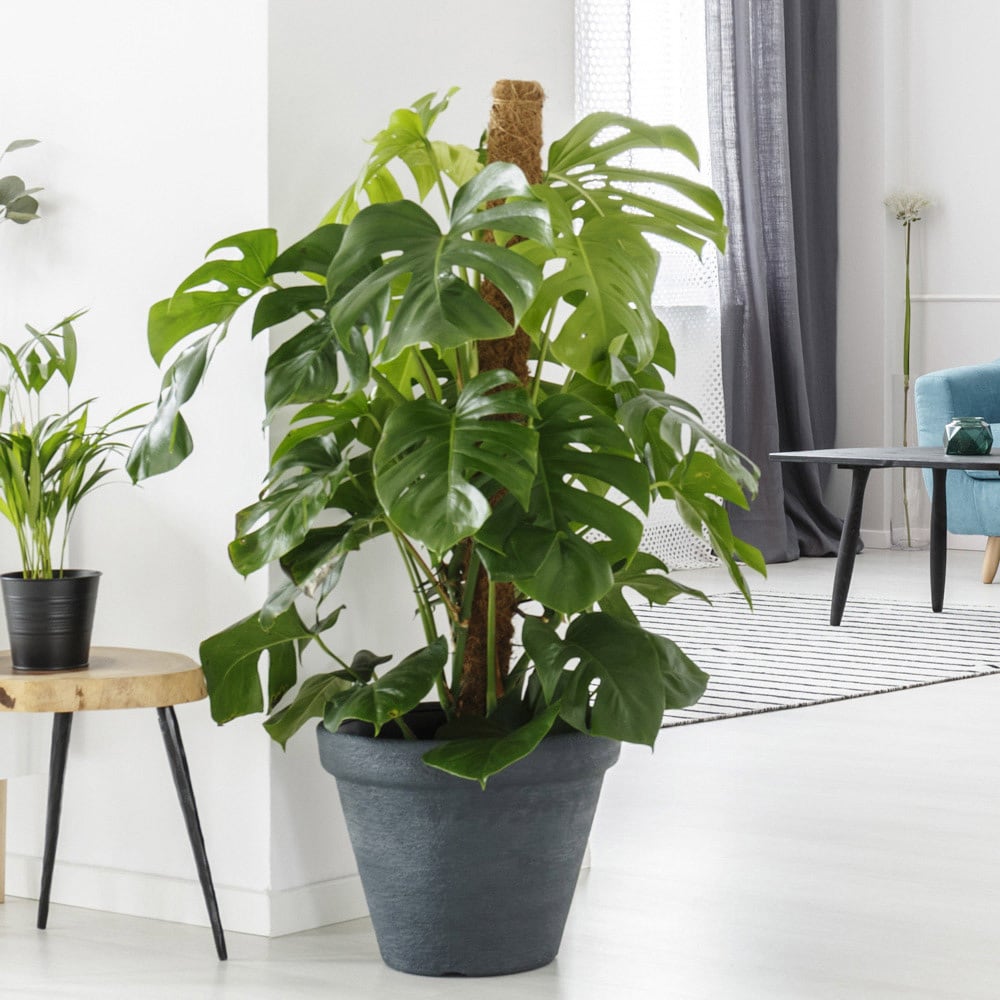 YouGarden Monstera Deliciosa Image 3