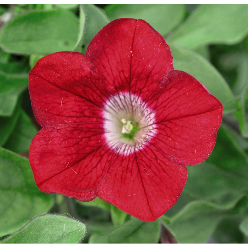 Thompson and Morgan Petunia Surfinia Mixed Postiplug 5 Pack Image 2